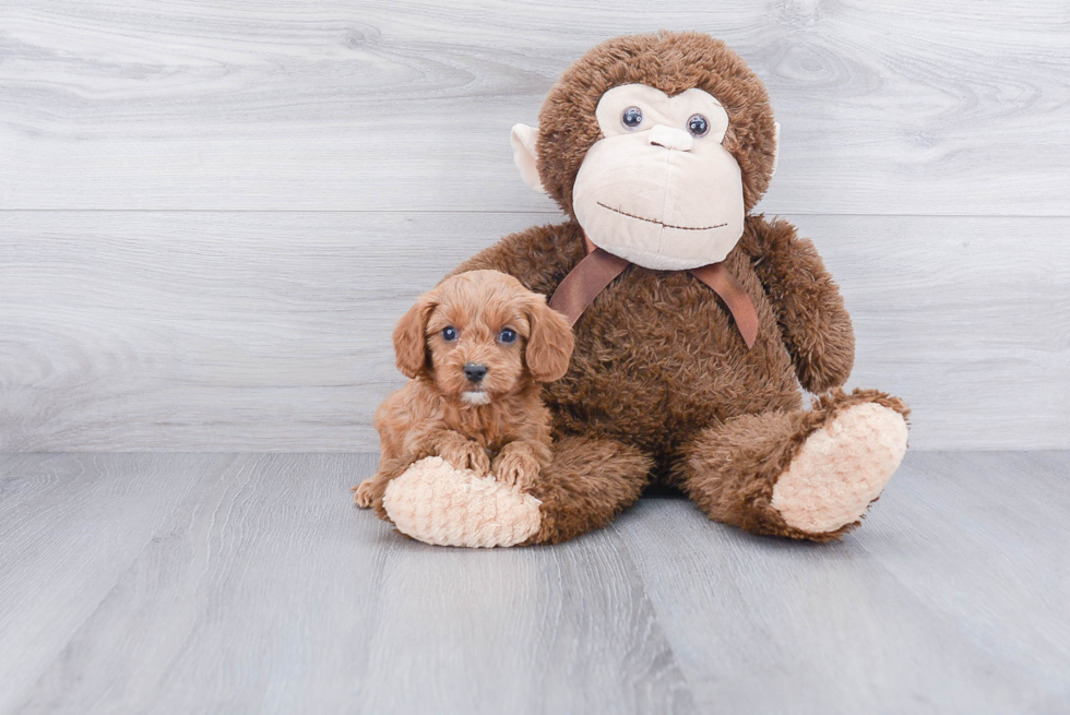 Popular Cavapoo Poodle Mix Pup