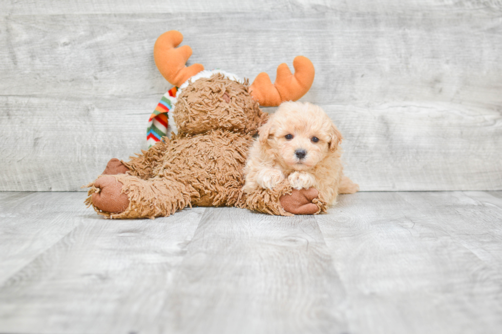 Petite Maltipoo Poodle Mix Pup