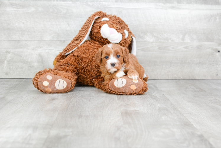 Small Cavapoo Baby