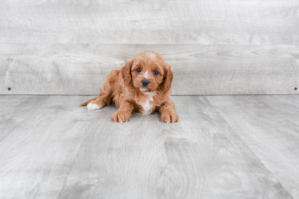 Cavapoo Puppy for Adoption