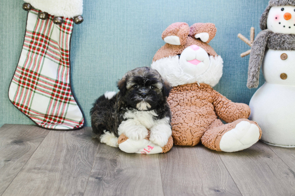 Little Havanese Purebred Pup