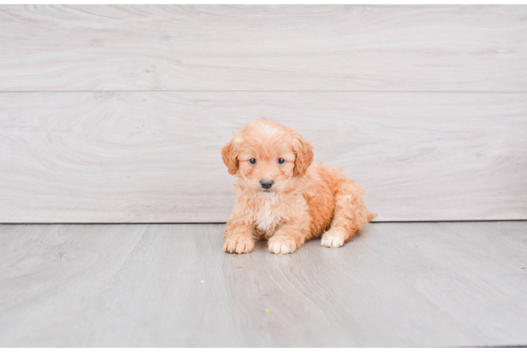 Small Mini Goldendoodle Baby