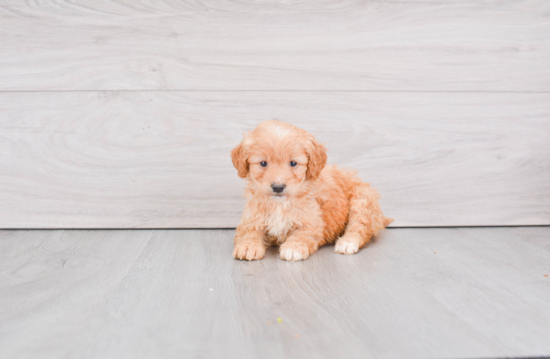 Small Mini Goldendoodle Baby