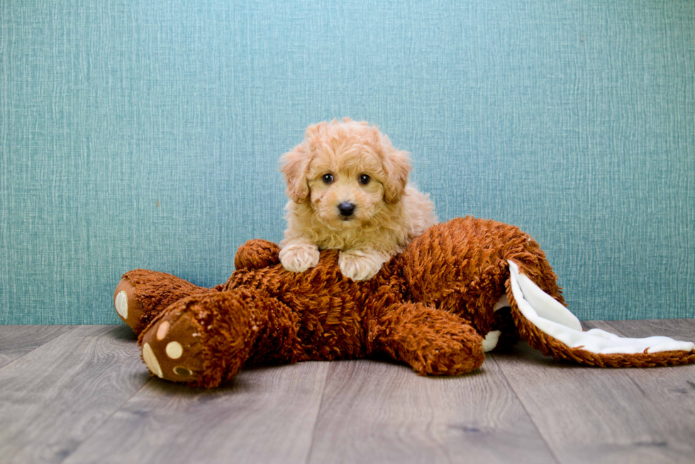 Sweet Cavapoo Baby