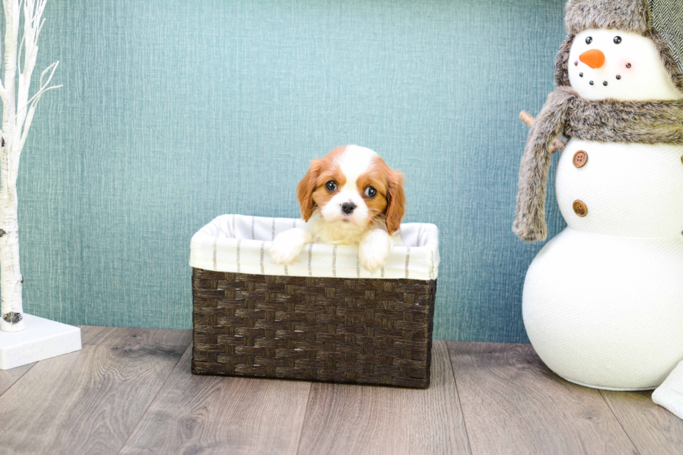 Cavalier King Charles Spaniel Puppy for Adoption