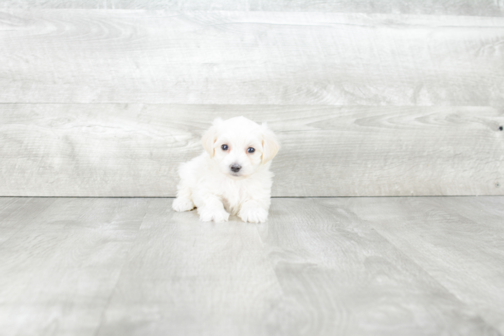 Happy Maltipoo Baby