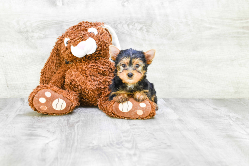 Meet Batman - our Yorkshire Terrier Puppy Photo 