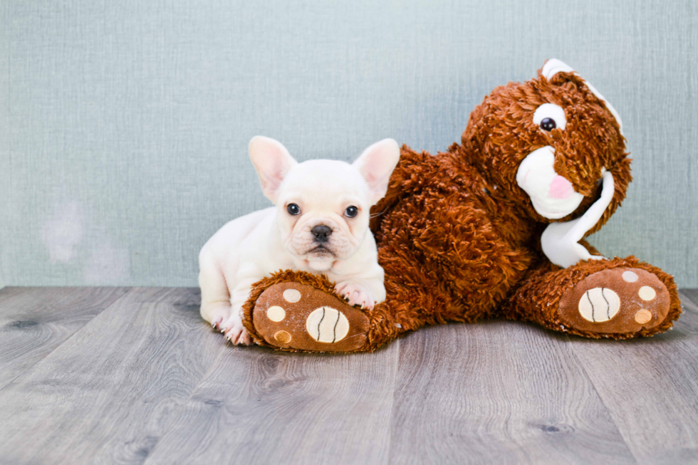 Adorable Frenchie Purebred Puppy