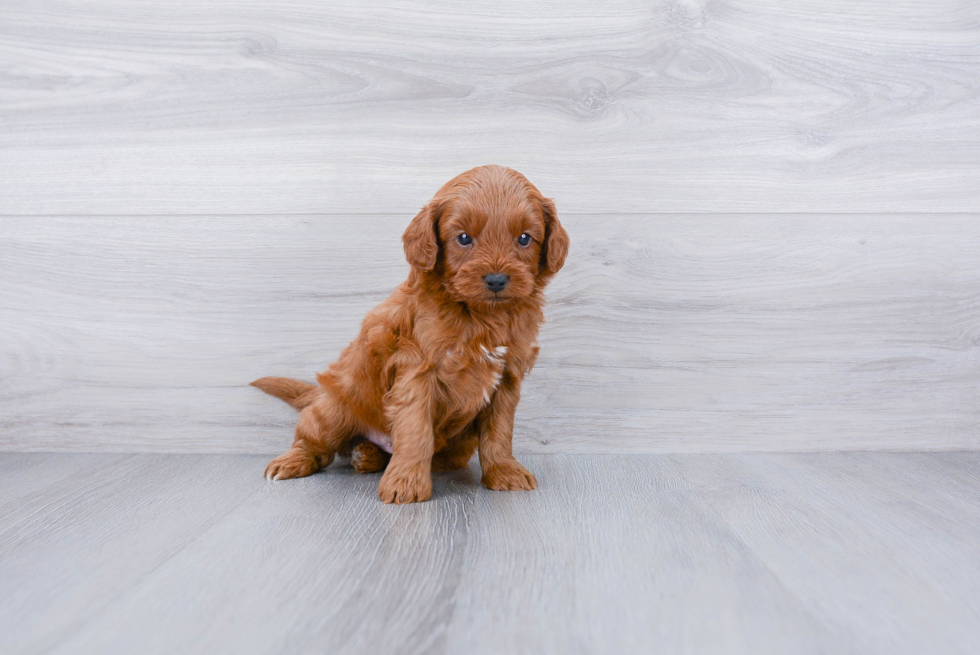 Funny Cavapoo Poodle Mix Pup