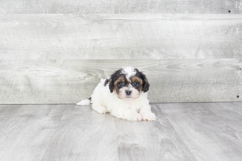 Teddy Bear Pup Being Cute