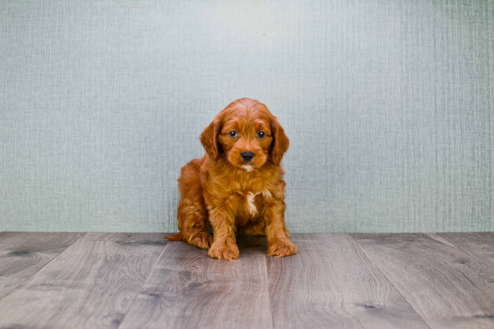 Best Mini Goldendoodle Baby