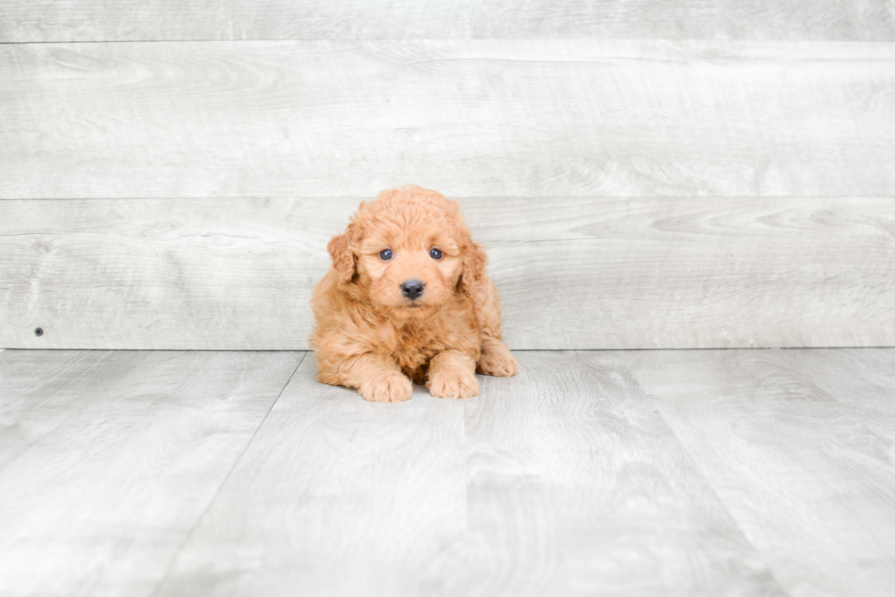 Funny Mini Goldendoodle Poodle Mix Pup