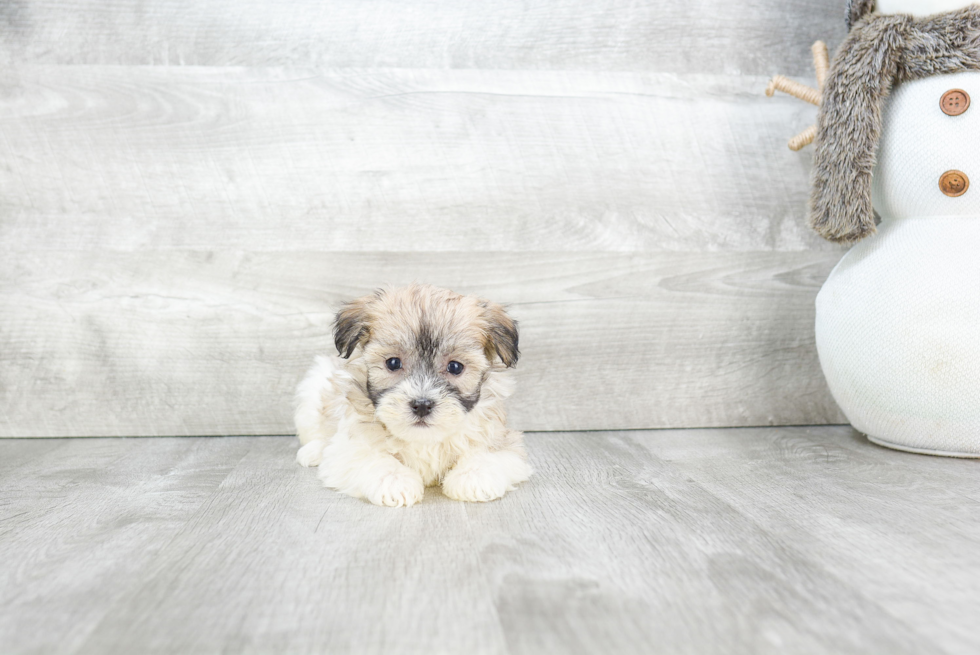 Best Havanese Baby