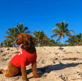 Smart Golden Retriever Poodle Mix Pup