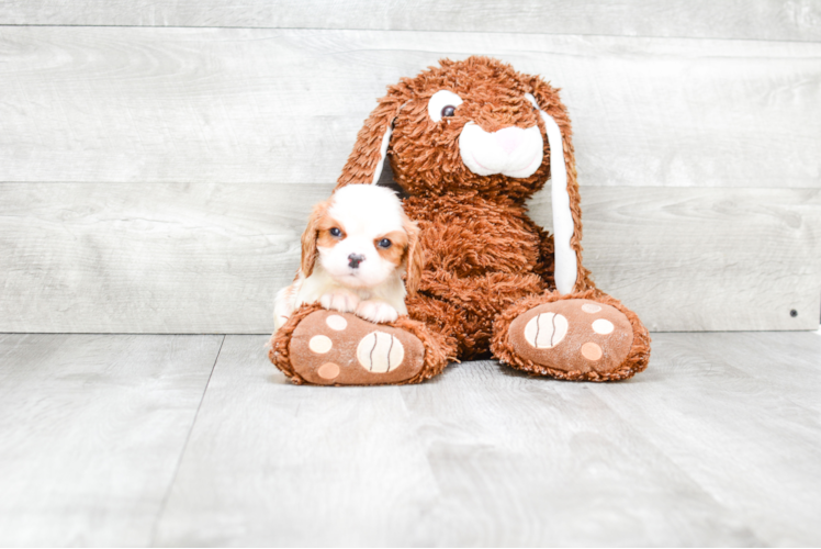 Best Cavalier King Charles Spaniel Baby