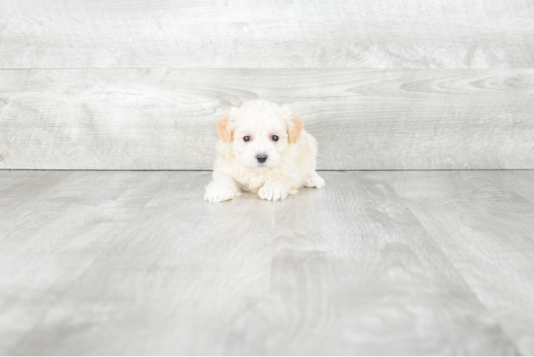 Sweet Maltipoo Baby