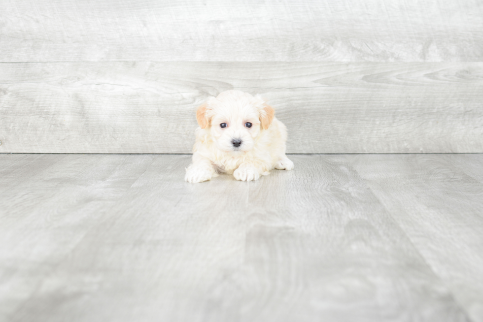 Sweet Maltipoo Baby