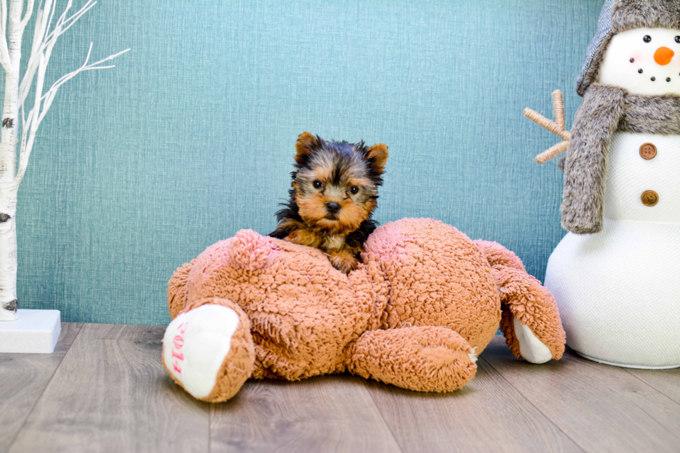 Meet Micro-Teacup-Giselle - our Yorkshire Terrier Puppy Photo 