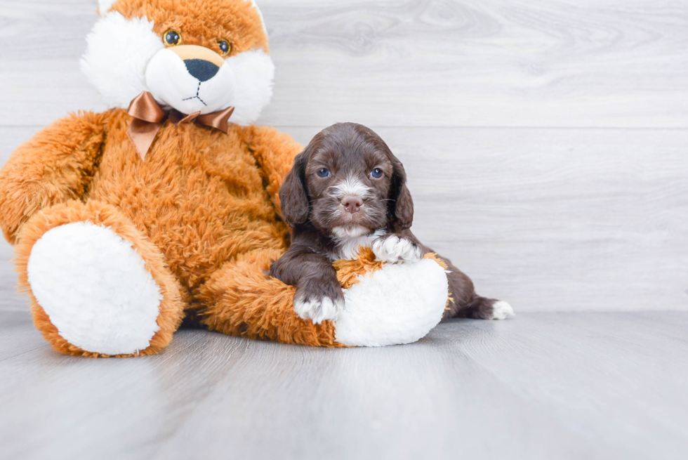 Cockapoo Pup Being Cute