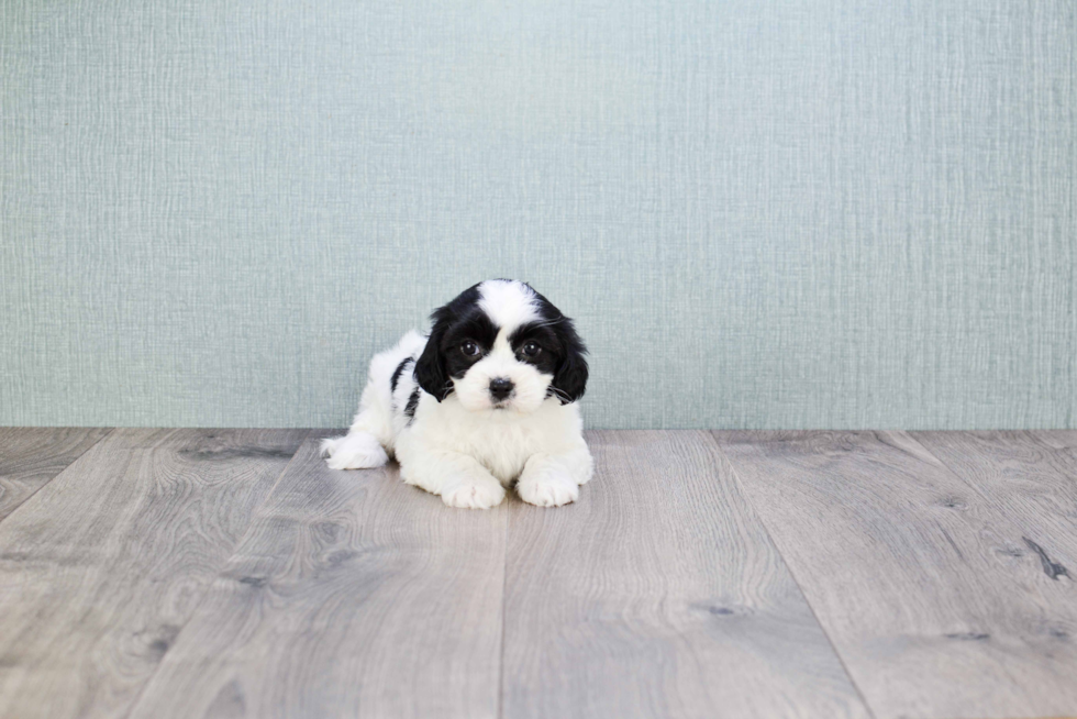 Sweet Cavachon Baby