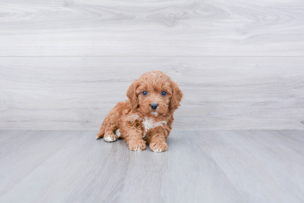 Cute Cavapoo Baby