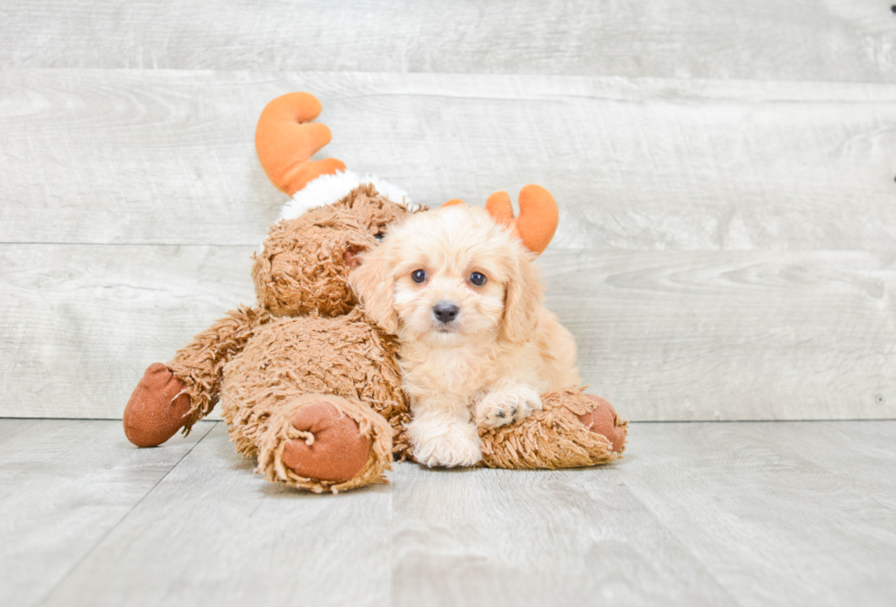 Hypoallergenic Cavalier Designer Puppy