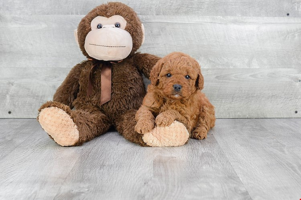 Playful Golden Retriever Poodle Mix Puppy