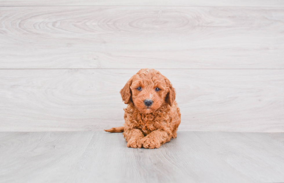 Best Mini Goldendoodle Baby