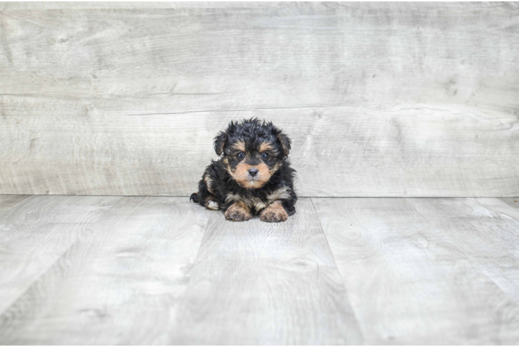 Small Morkie Baby