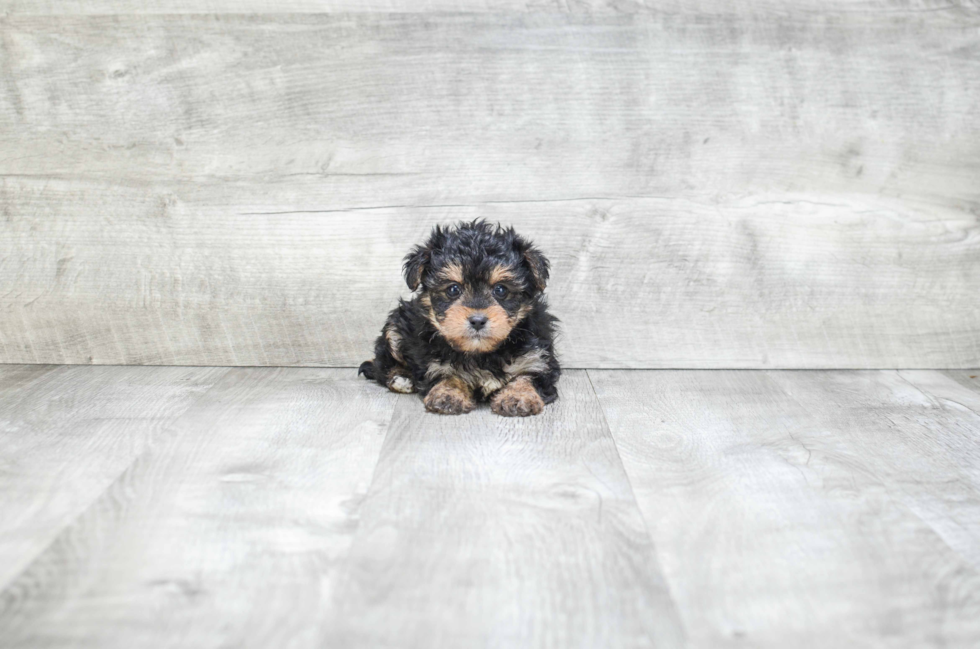 Small Morkie Baby