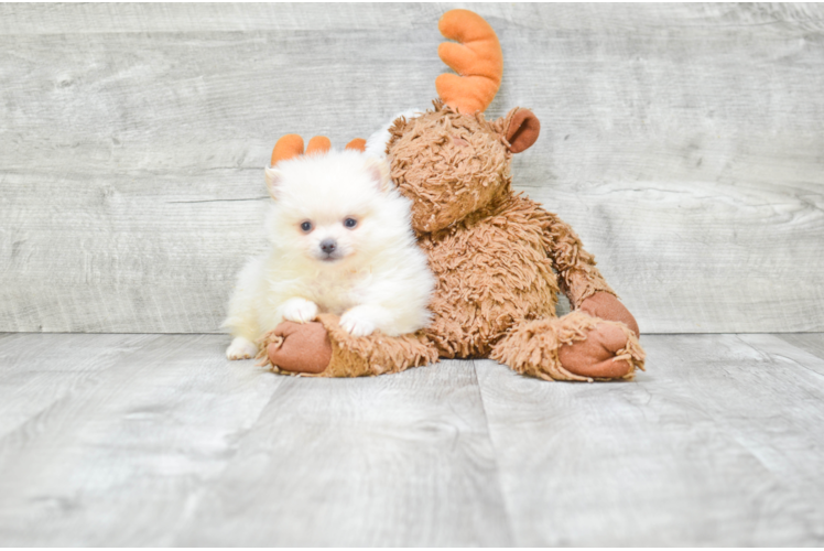 Fluffy Pomeranian Purebred Puppy