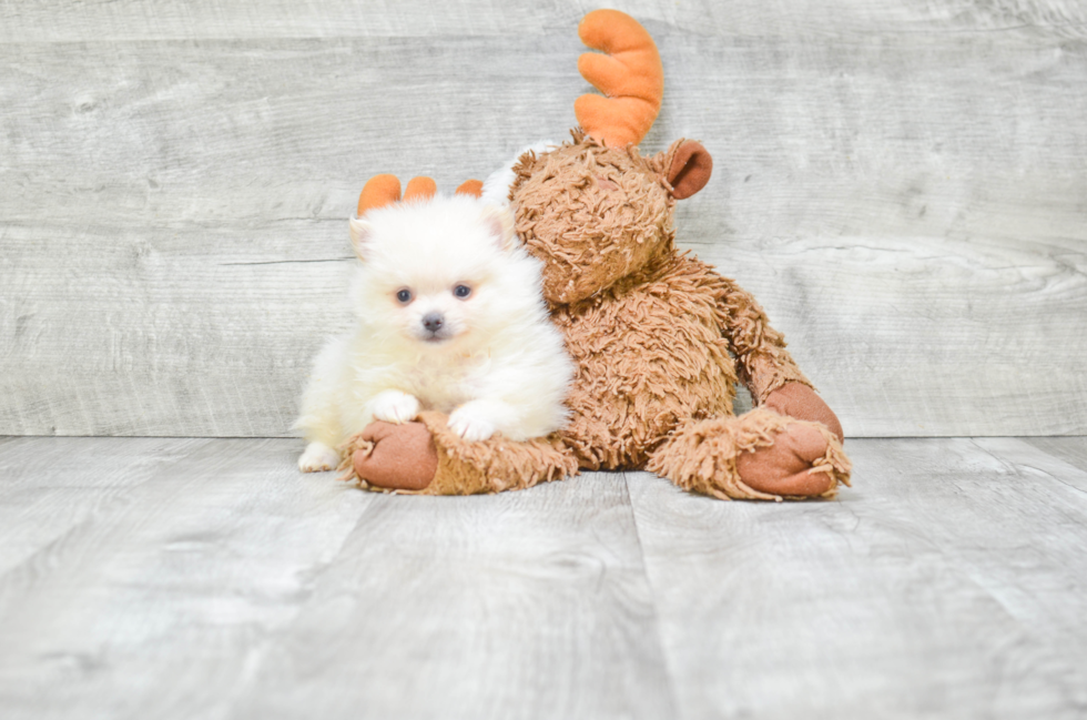 Fluffy Pomeranian Purebred Puppy