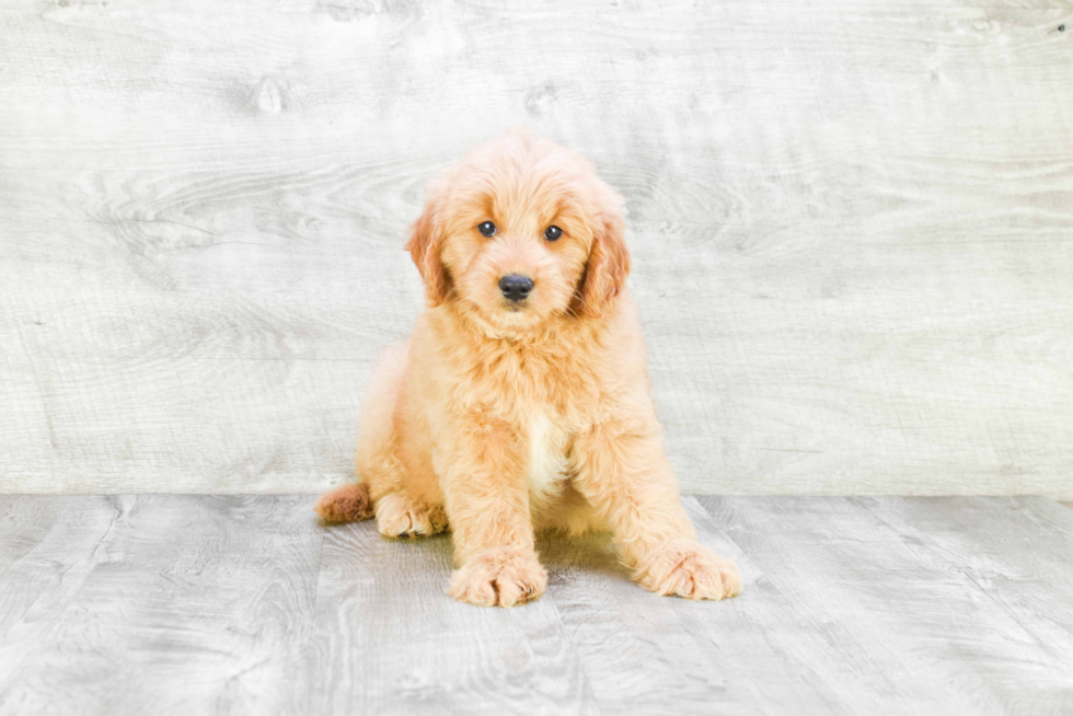 Mini Goldendoodle Pup Being Cute