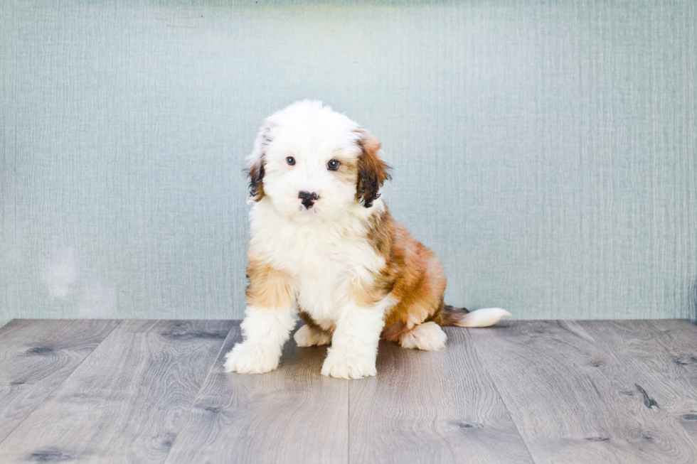 Mini Bernedoodle Pup Being Cute