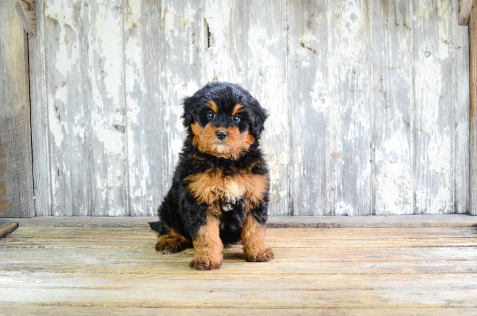 Mini Bernedoodle Puppy for Adoption