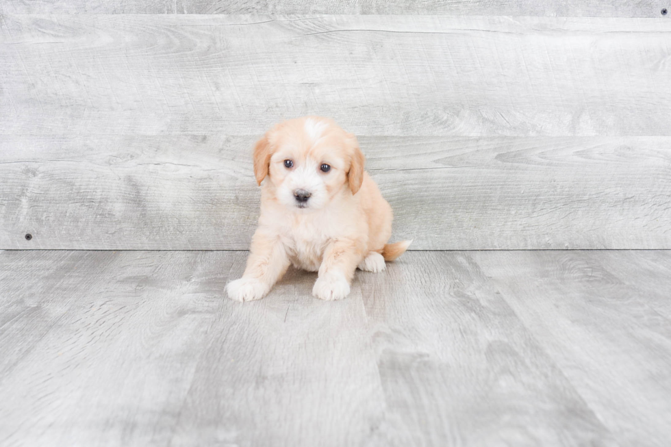 Mini Goldendoodle Puppy for Adoption