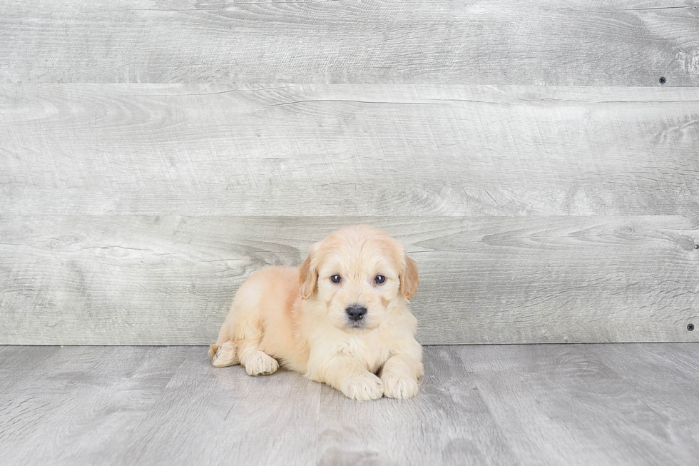 Popular Mini Goldendoodle Poodle Mix Pup