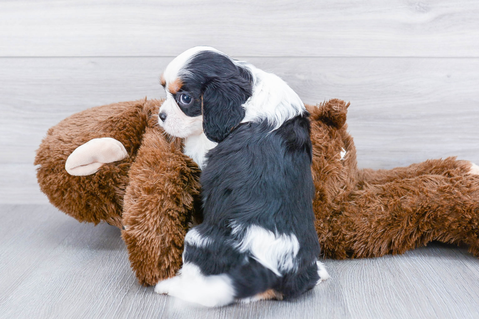 Best Cavalier King Charles Spaniel Baby