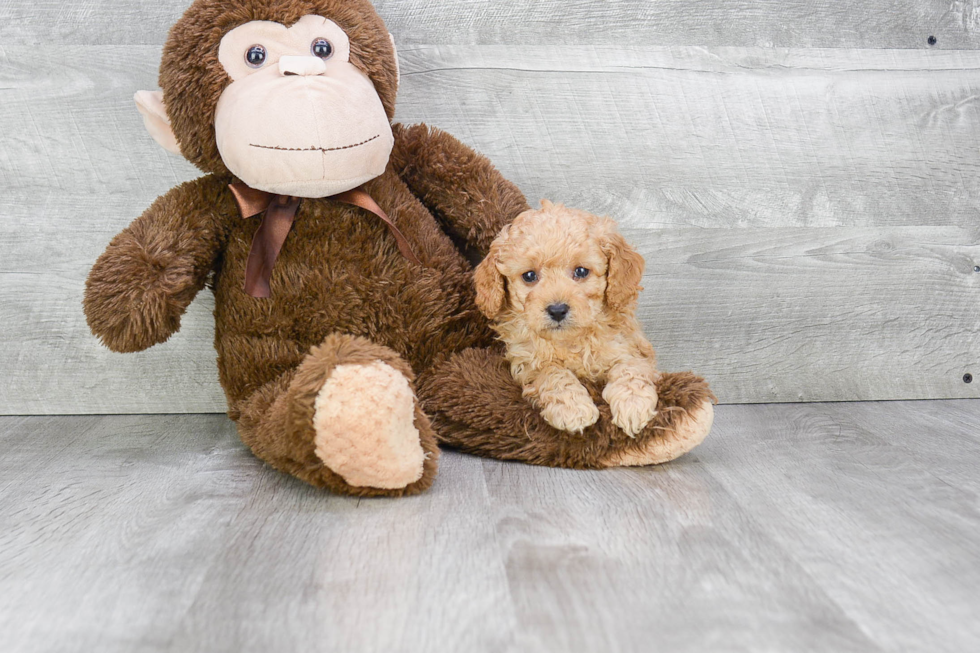 Cavapoo Pup Being Cute