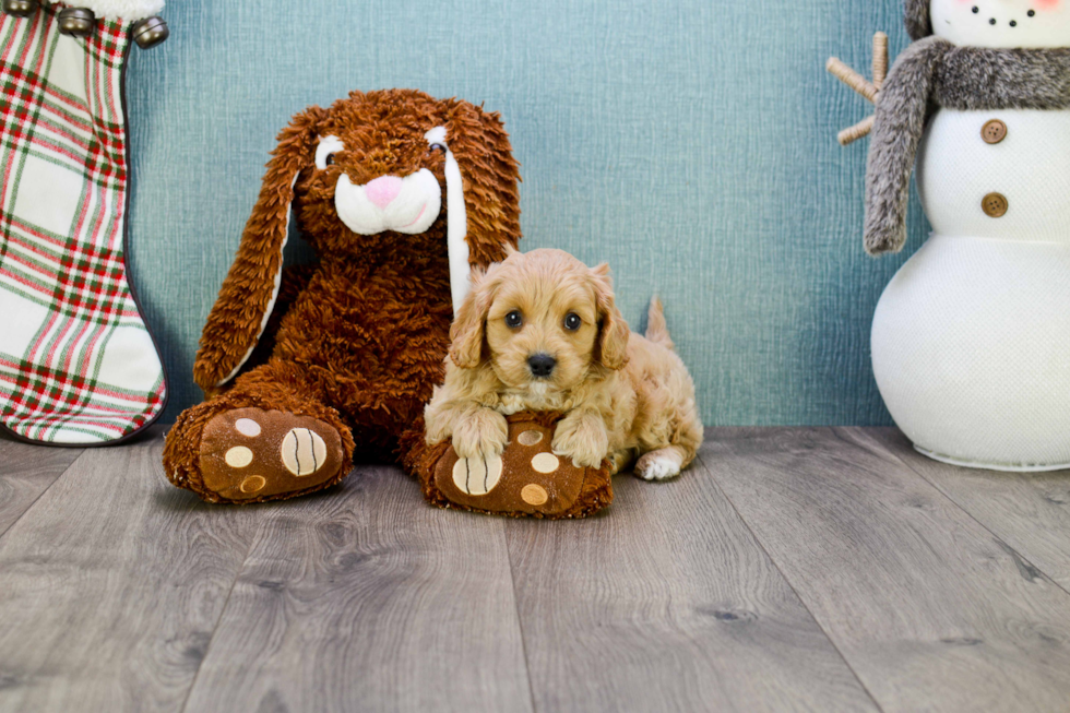 Hypoallergenic Cavoodle Poodle Mix Puppy