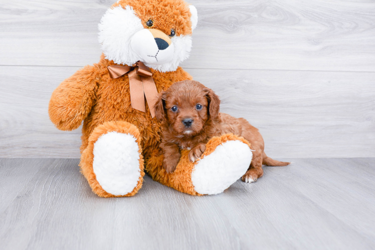 Fluffy Cavapoo Poodle Mix Pup