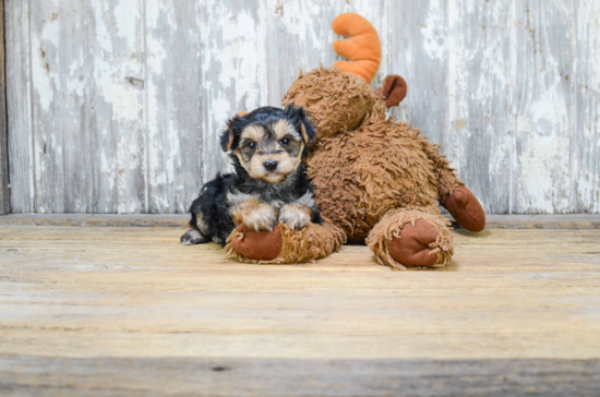 Morkie Puppy for Adoption