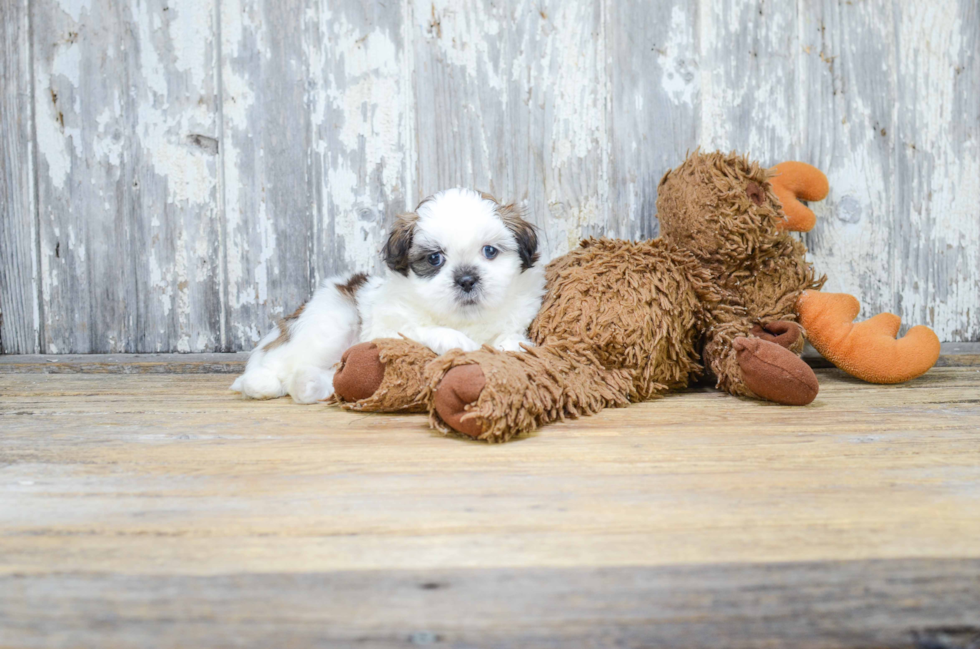 Funny Teddy Bear Designer Pup