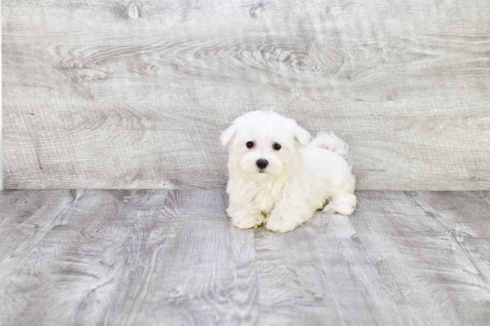 Akc Registered Maltese Baby