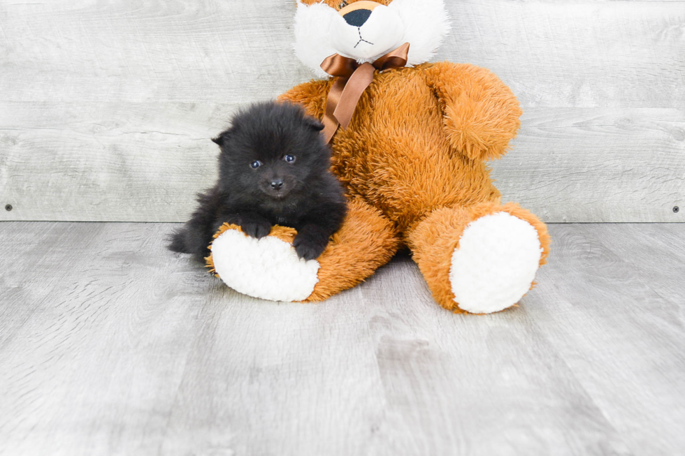 Pomeranian Puppy for Adoption