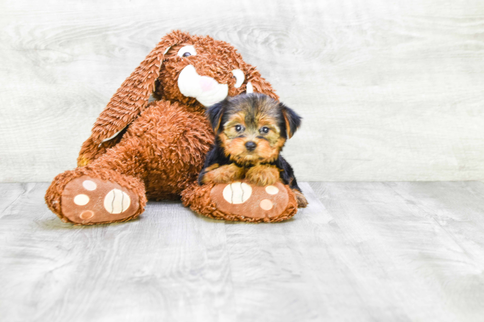 Meet Georgia - our Yorkshire Terrier Puppy Photo 