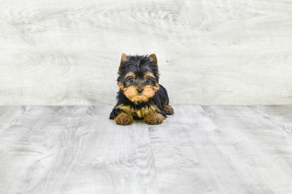 Meet Giselle - our Yorkshire Terrier Puppy Photo 