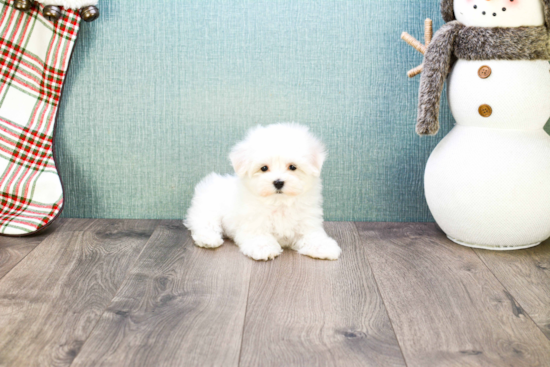 Petite Maltese Purebred Puppy