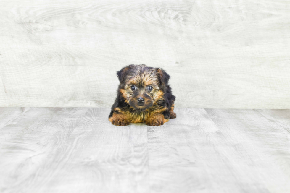 Meet Goldie - our Yorkshire Terrier Puppy Photo 