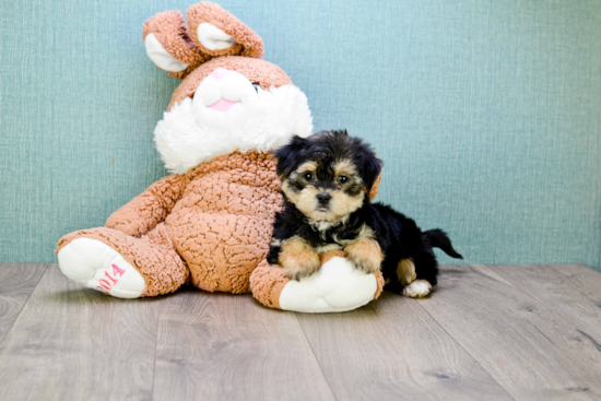 Morkie Pup Being Cute